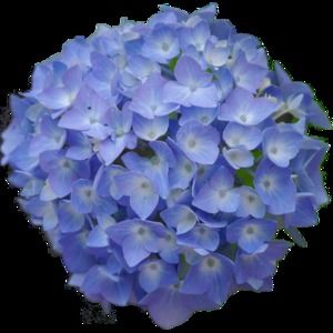 Meet your Posher, Hedy